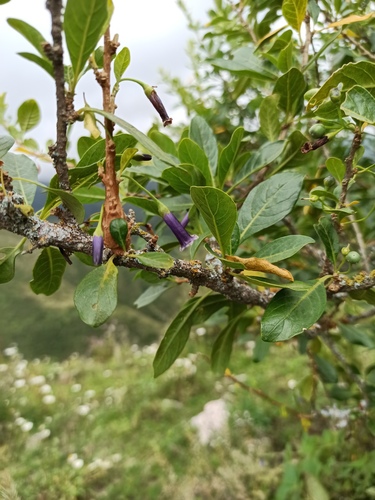 Lycium cestroides (Lycium cestroides)