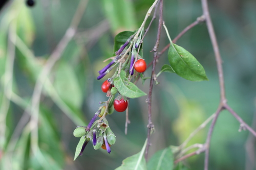 Lycium cestroides (Lycium cestroides)