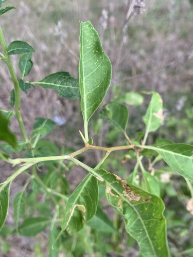 Lycium cestroides (Lycium cestroides)