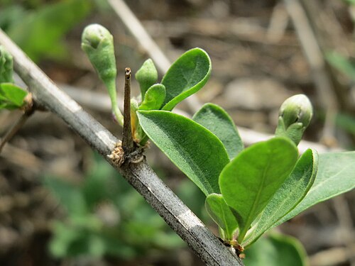 Chinese desert-thorn: Chinesischer Bocksdorn ( Lycium chinense ) an der A66 bei Wiesbaden-Nordenstadt