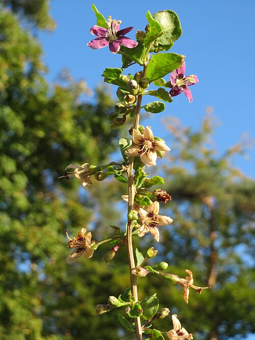 Chinese desert-thorn: Chinesischer Bocksdorn ( Lycium chinense ) an der A6 in der Schwetzinger Hardt