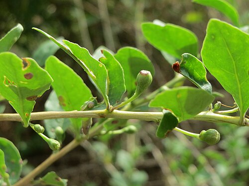 Chinese desert-thorn: Chinesischer Bocksdorn ( Lycium chinense ) an der A66 bei Wiesbaden-Nordenstadt