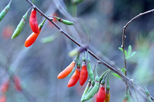 Chinese desert-thorn: Lycium chinense dans le Jardin Botanique de Marnay sur Seine, Aube, France