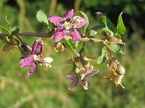 Chinese desert-thorn: Chinesischer Bocksdorn ( Lycium chinense ) an der A6 in der Schwetzinger Hardt