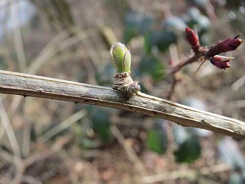 Chinese desert-thorn: Chinesischer Bocksdorn ( Lycium chinense ) an der A6 in der Schwetzinger Hardt