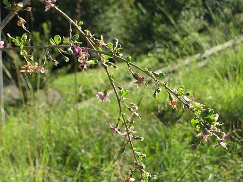Chinese desert-thorn: Chinesischer Bocksdorn ( Lycium chinense ) an der A6 in der Schwetzinger Hardt
