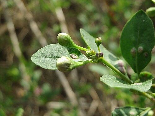 Chinese desert-thorn: Chinesischer Bocksdorn ( Lycium chinense ) an der A66 bei Wiesbaden-Nordenstadt
