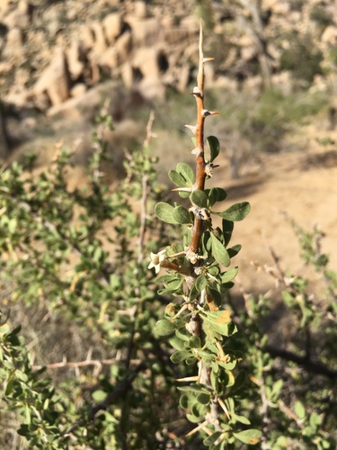 Peach thorn (Lycium cooperi)