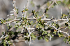 Peach thorn (Lycium cooperi)