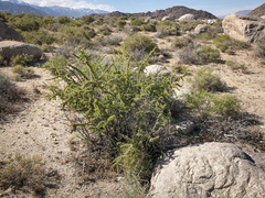 Peach thorn (Lycium cooperi)