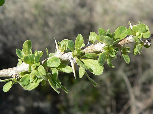 Peach thorn: Lycium cooperi near State Line Pass, on the California side of the border with Nevada, 8 km northwest of Primm, Nevada