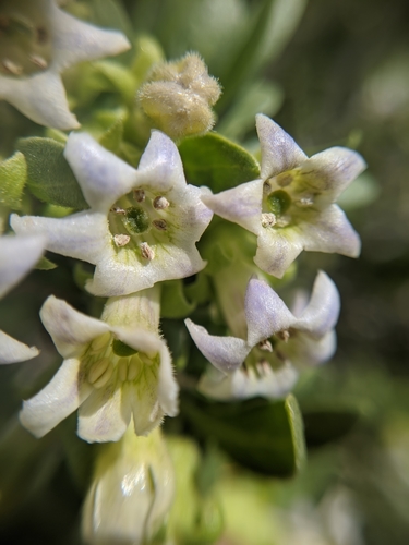 Peach thorn (Lycium cooperi)