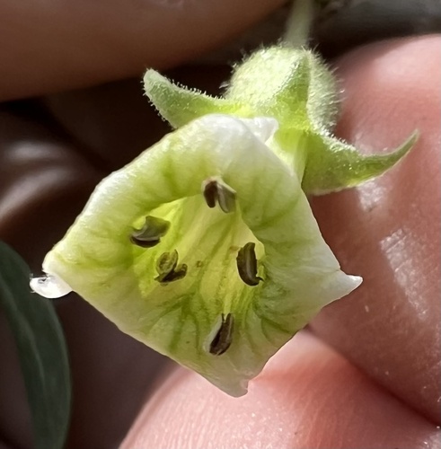 Peach thorn (Lycium cooperi)
