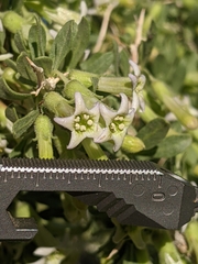 Peach thorn (Lycium cooperi)