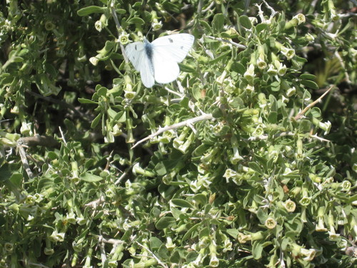 Peach thorn (Lycium cooperi)