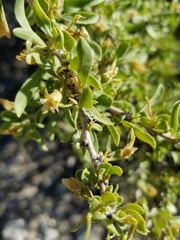 Peach thorn (Lycium cooperi)