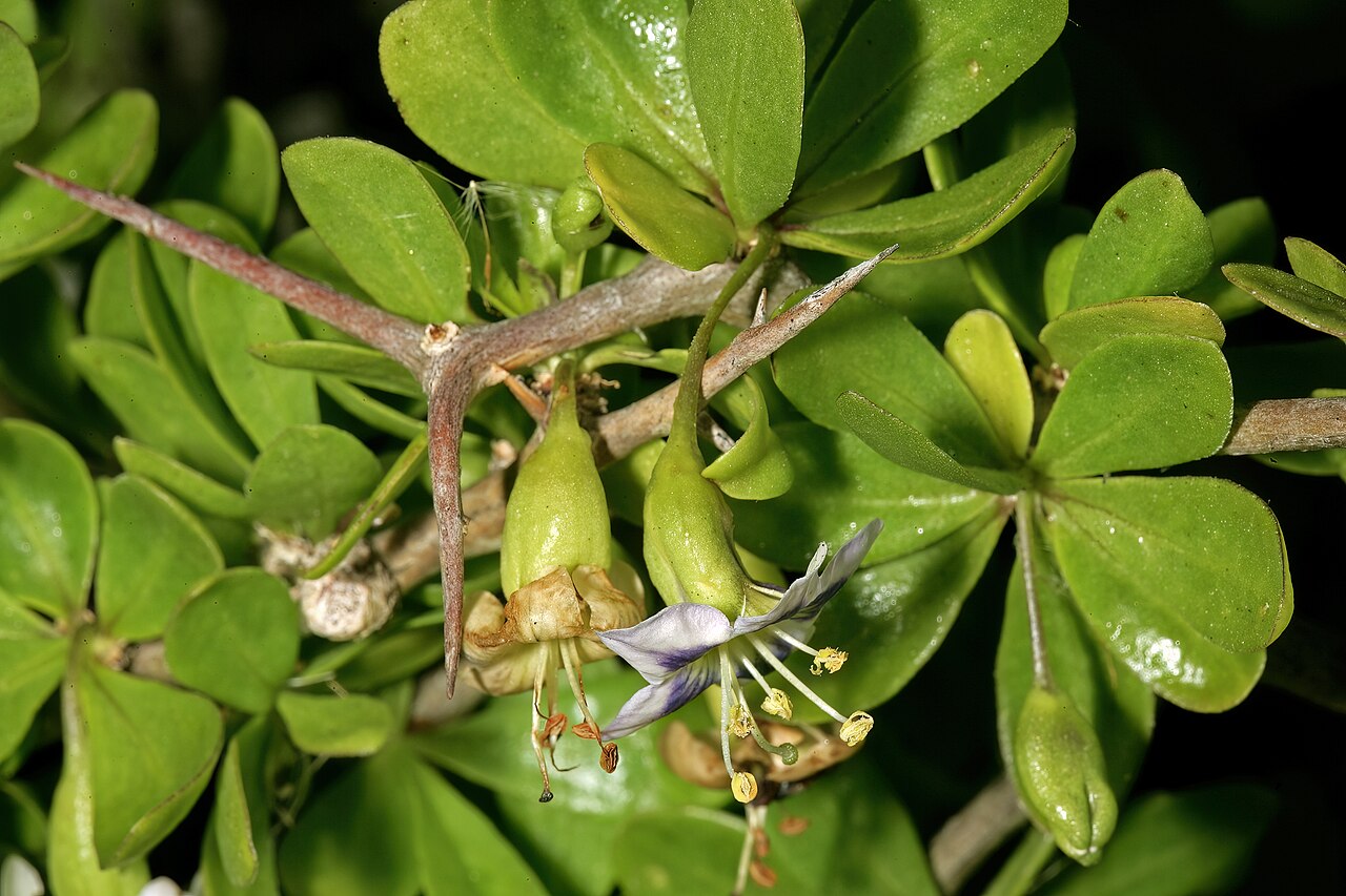 African boxthorn: Lycium ferocissimum , flowers; Cape Point Nature Reserve, Western Cape, South Africa