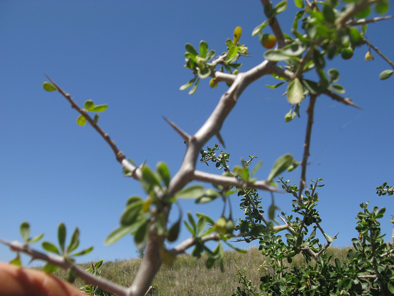 African boxthorn: Mt Arthur mine rehabilitation site