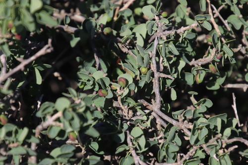 African boxthorn (Lycium ferocissimum)