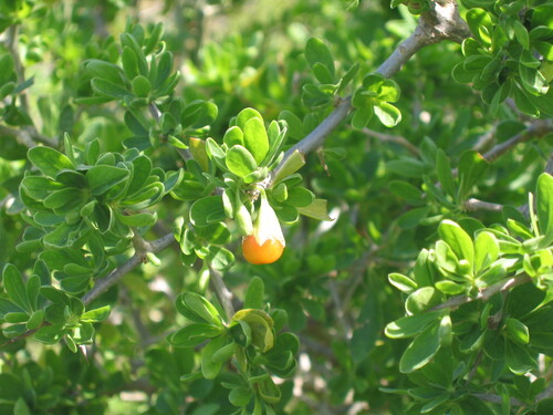 African boxthorn (Lycium ferocissimum)