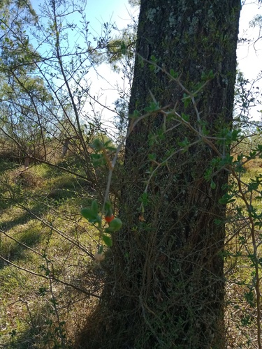 African boxthorn (Lycium ferocissimum)