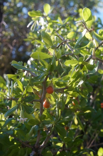 African boxthorn (Lycium ferocissimum)