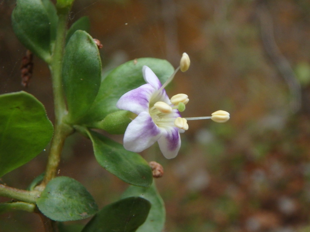 African boxthorn (Lycium ferocissimum)