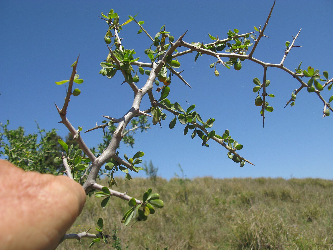African boxthorn: Mt Arthur mine rehabilitation site