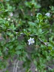 African boxthorn (Lycium ferocissimum)