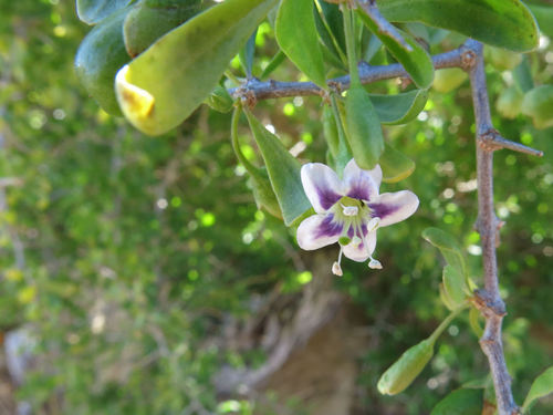 African boxthorn (Lycium ferocissimum)