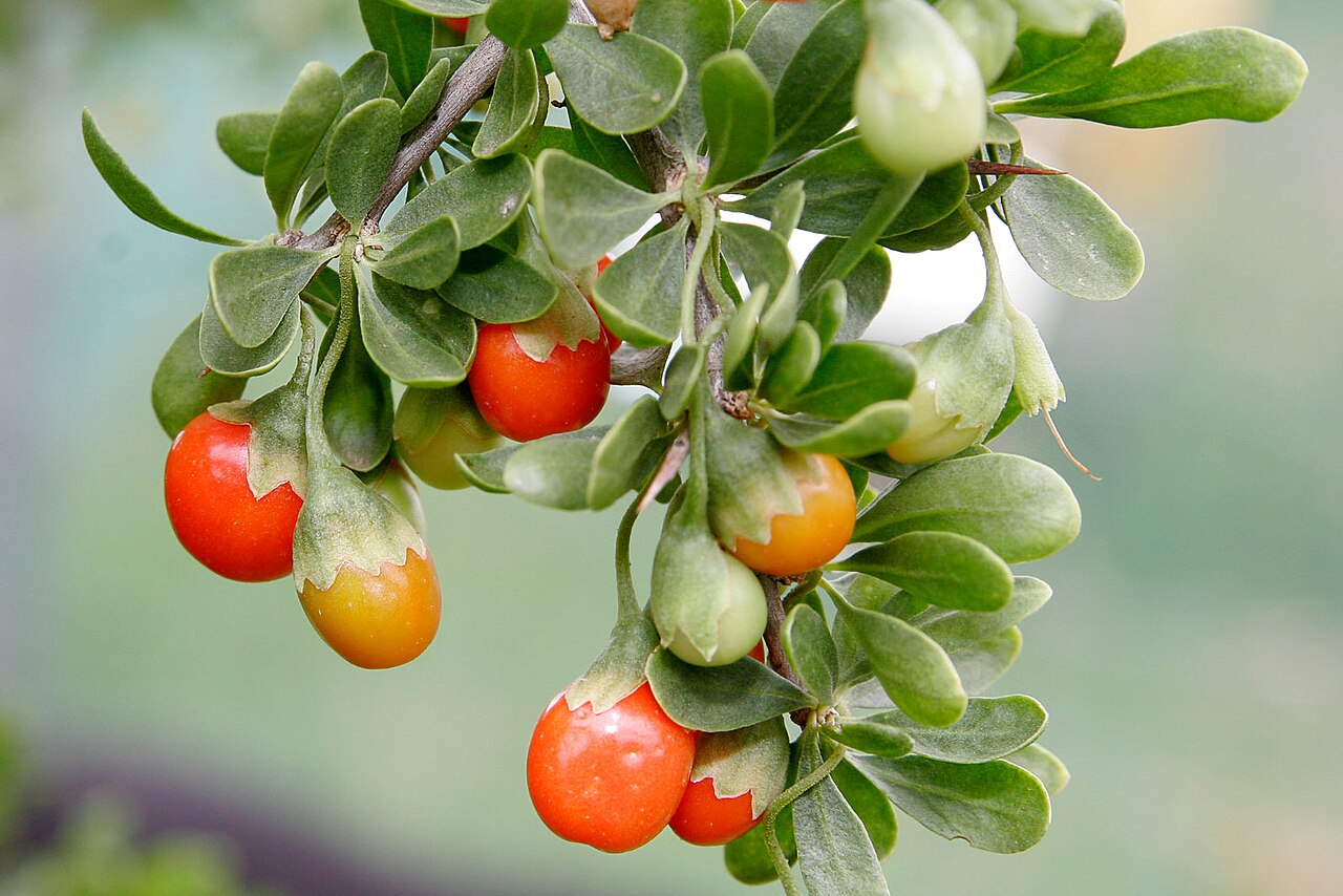 African boxthorn (Lycium ferocissimum)