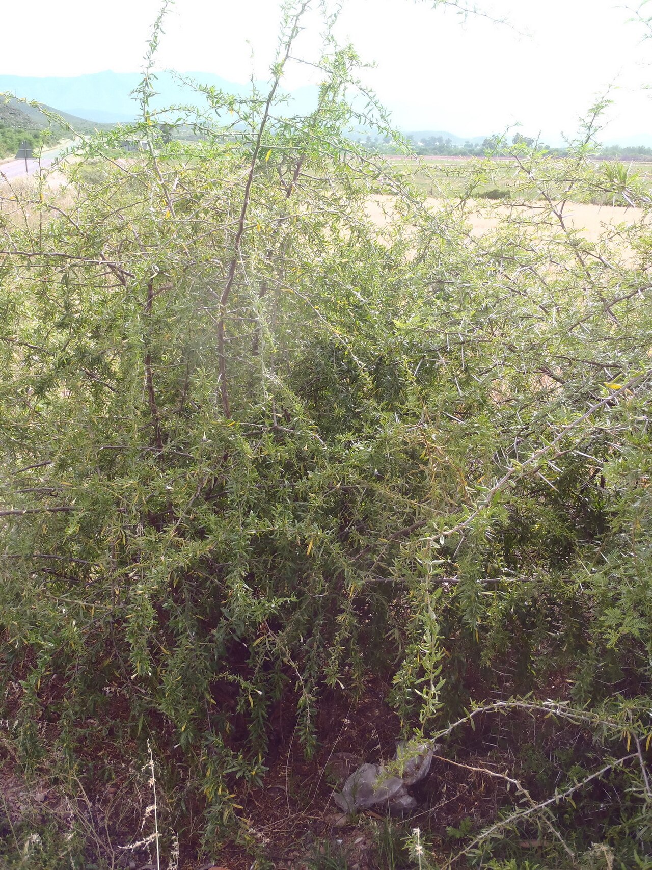 Long-fruited honeythorn: Cape honey-thorn
