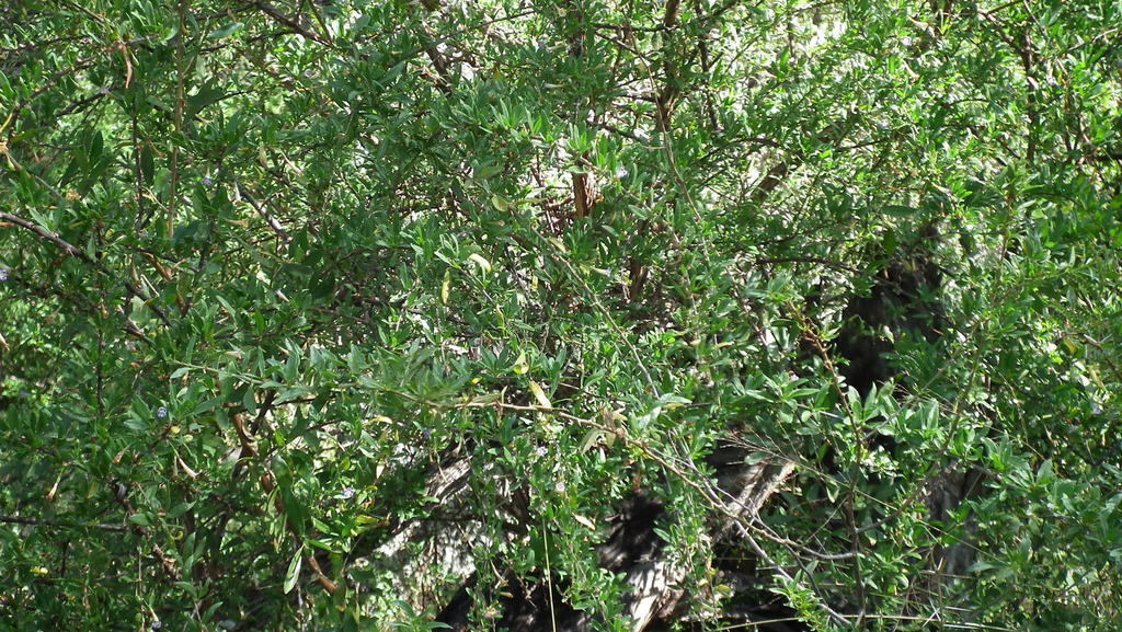 Long-fruited honeythorn (Lycium oxycarpum)