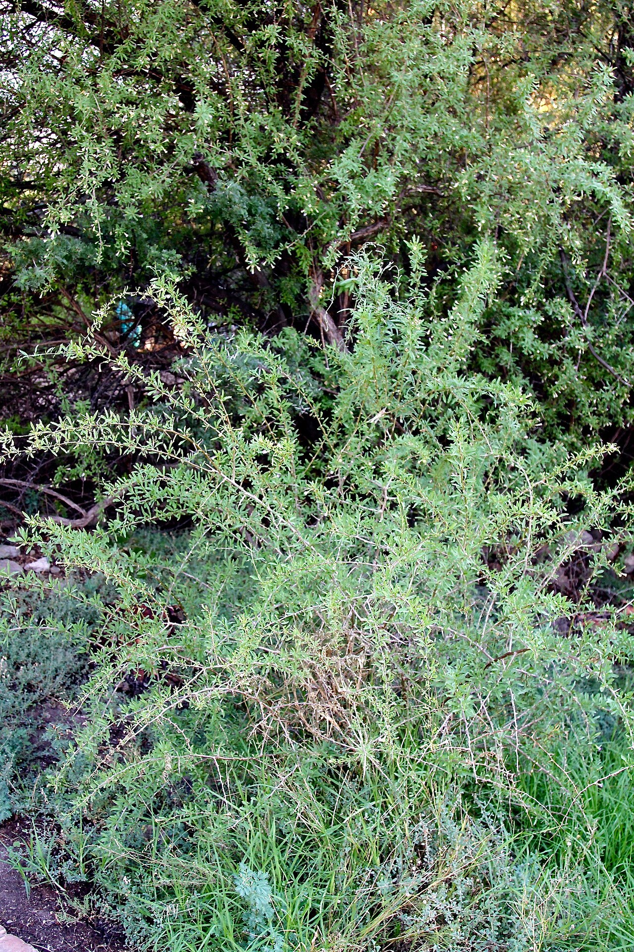 Long-fruited honeythorn: South Africa, Karoo National Park.