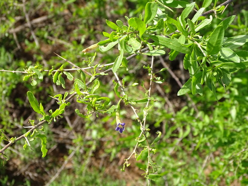 Long-fruited honeythorn (Lycium oxycarpum)