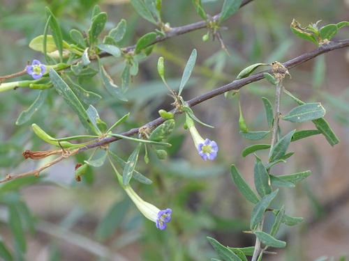 Long-fruited honeythorn (Lycium oxycarpum)