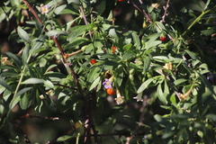 Long-fruited honeythorn (Lycium oxycarpum)