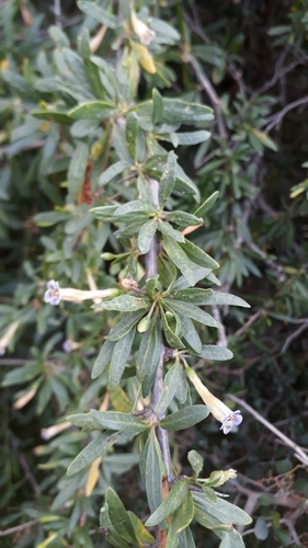 Long-fruited honeythorn (Lycium oxycarpum)