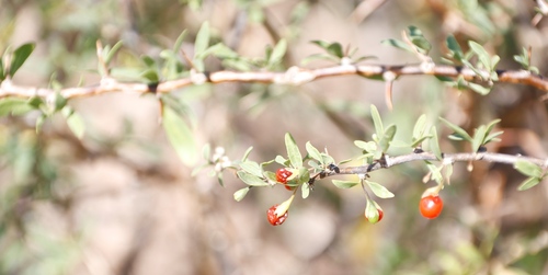 Long-fruited honeythorn (Lycium oxycarpum)