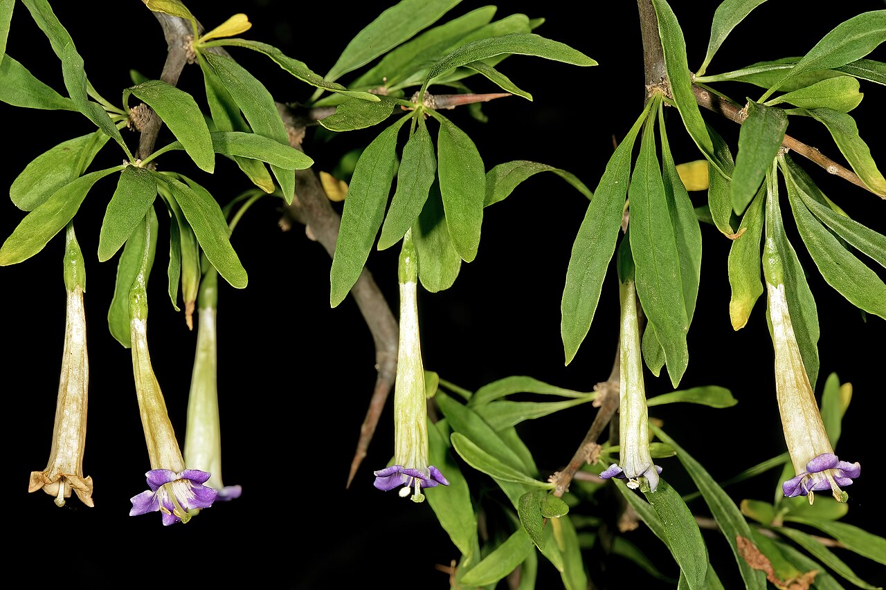 Long-fruited honeythorn: Lycium oxycarpum , flowers; Pretoria National Botanical Garden, Pretoria, Gauteng, South Africa