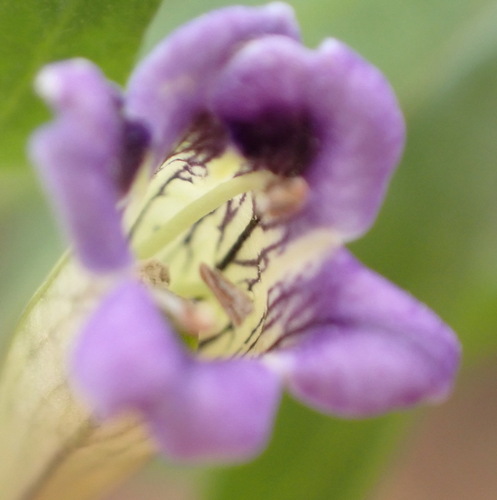 Long-fruited honeythorn (Lycium oxycarpum)