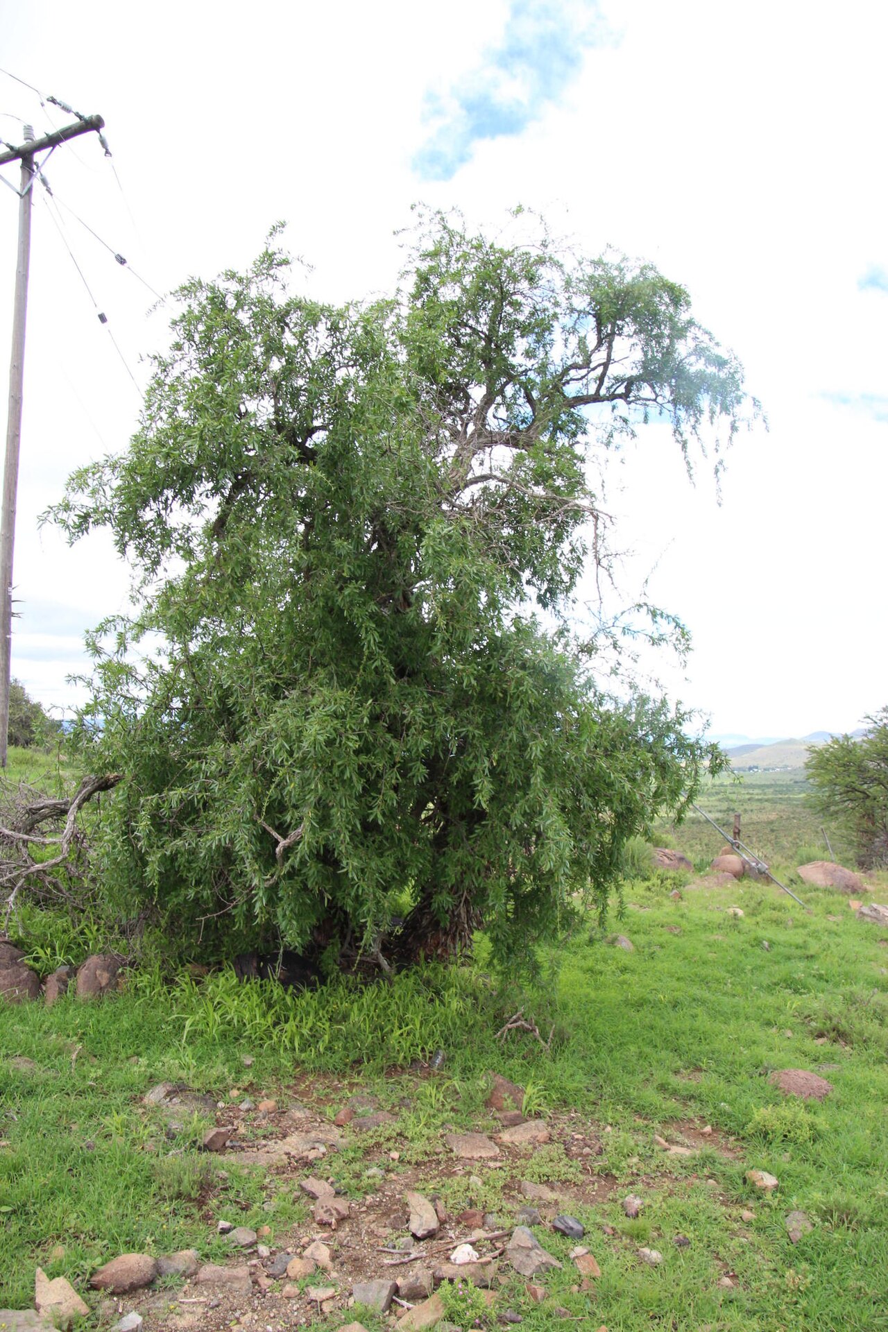 Long-fruited honeythorn: Cape honey-thorn