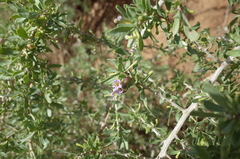 Lycium schweinfurthii (Lycium schweinfurthii)