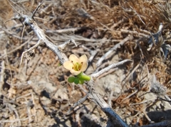 Lycium schweinfurthii (Lycium schweinfurthii)