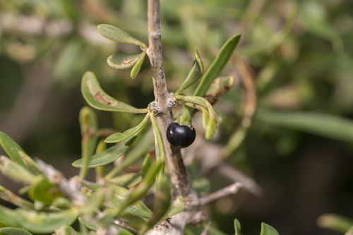 Lycium schweinfurthii (Lycium schweinfurthii)