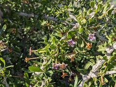 Lycium schweinfurthii (Lycium schweinfurthii)