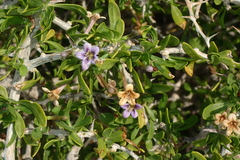 Lycium schweinfurthii (Lycium schweinfurthii)