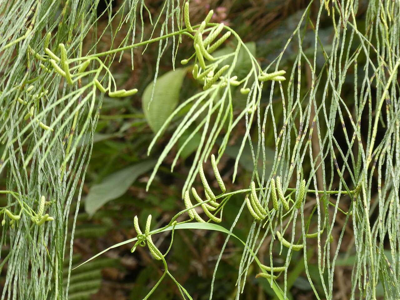 Lycopodiastrum casuarinoides: Lycopodium casuarinoides (=Lycopodiastrum casuarinoides) in Vivid Valley, Ruyuan, Shaoguan, Guangdong, China