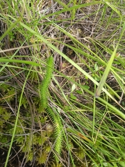 Foxtail bog-clubmoss (Lycopodiella alopecuroides)