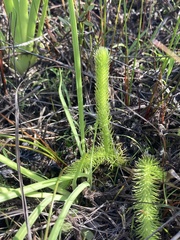 Foxtail bog-clubmoss (Lycopodiella alopecuroides)